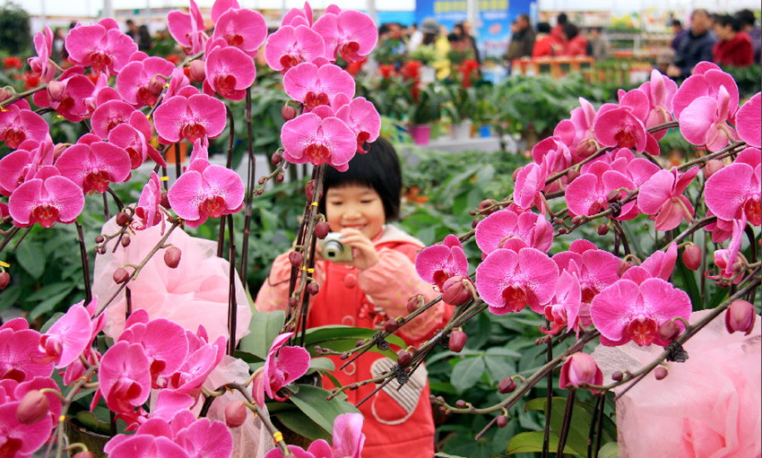 大業(yè)園林用年花裝扮您的春節(jié)，讓團聚更加有滋有味