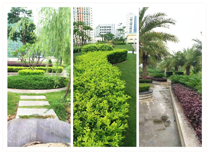 記住這些綠化養(yǎng)護(hù)技巧，植物更有活力!